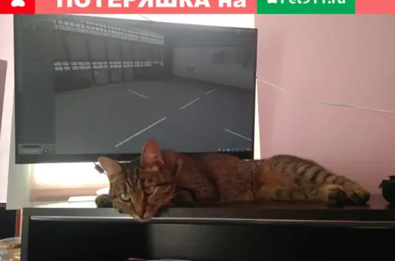 Пропала кошка в микрорайоне Петровская Слобода, вознаграждение!