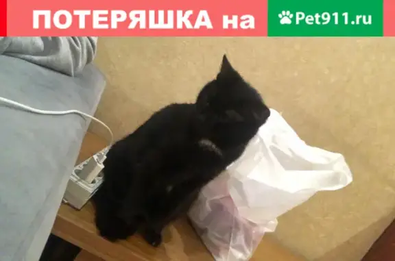 Пропала кошка Багира, ул. Героев Чубаровцев 30А, Томск