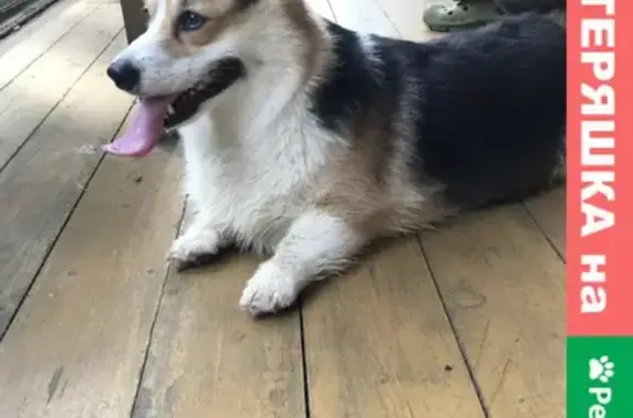 Собака Корги найдена в Чеховском районе