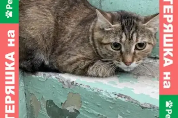 Кошка найдена на 1-й Хабаровской, Красноярск.