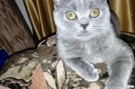 Пропала кошка Леся, район Жилмассив, 89528884870