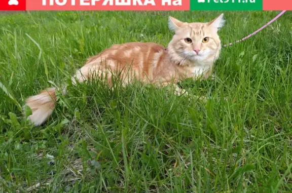 Пропала пушистая кошка на Косинской улице, Москва
