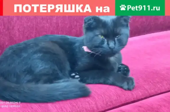 Найдена кошка на ул. Московской 85