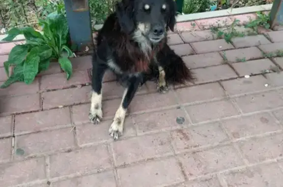 Собака найдена на 1А Шоссейной улице, Белгород.