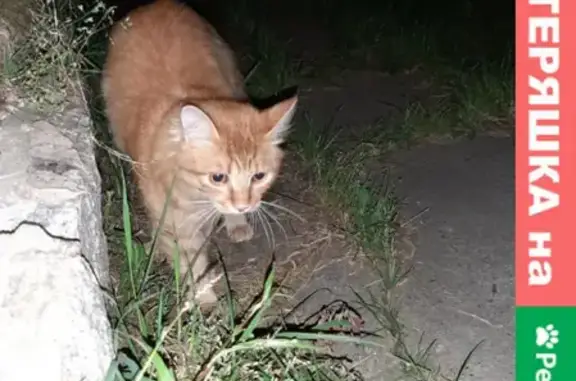 Найдена рыжая кошка на Аянской улице, Волочаевский городок.