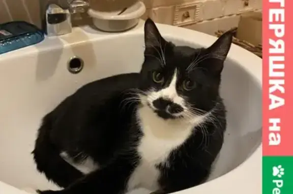 Кошки потеряшки, Санкт-Петербург, фото: Потеряшка кошка Аннушка на ул. Любимая, 2, Зеленогорск, СПб.