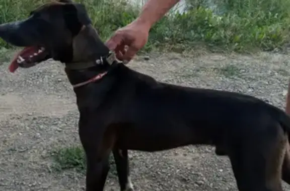 Найдена собака в Чкаловском районе Екатеринбурга