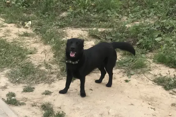 Найдена собака на улице Минская «Веснушки»