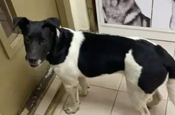 Потерян пес на Спасо-Тушинском бульваре