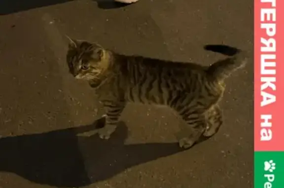 Найдена кошка в Брюсовом переулке, просится в 2-ой подъезд