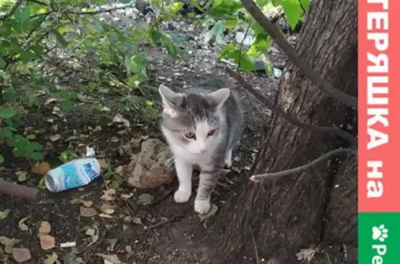 Найдена кошка на улице Рылеева, дом 60