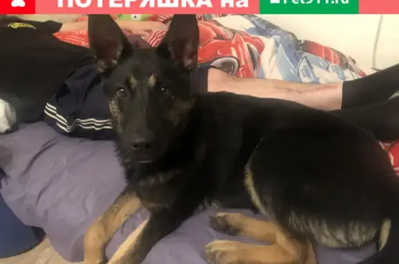 Найдена собака в ЖК Ново-Антропшино, ищем старых хозяев!