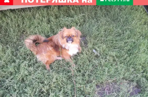 Пропала собака на ул. Московской, Ессентуки, Ставропольский край