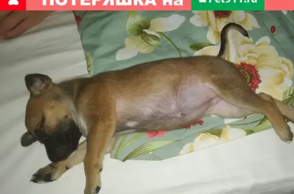 Найден щенок на улице Крылатские Холмы, ищет дом