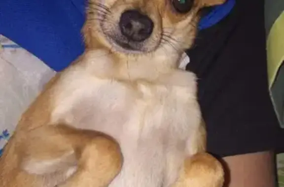 Собаки потеряшки, Орёл, фото: Потеряшка собака на Карачевской улице, Орёл, Россия