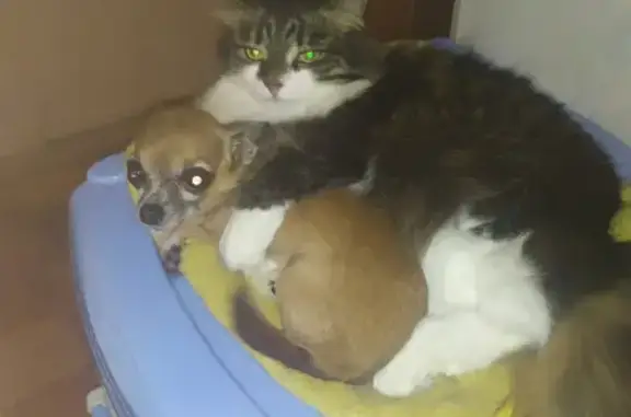 Кошки потеряшки, Ижевск, фото: Потеряшка кошка с улицы Труда, Ижевск