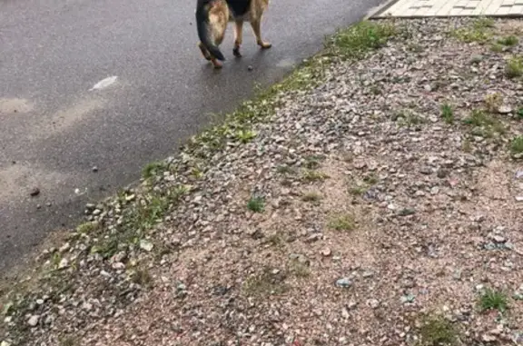 Найдена собака в пос. Киссолово на Летней улице