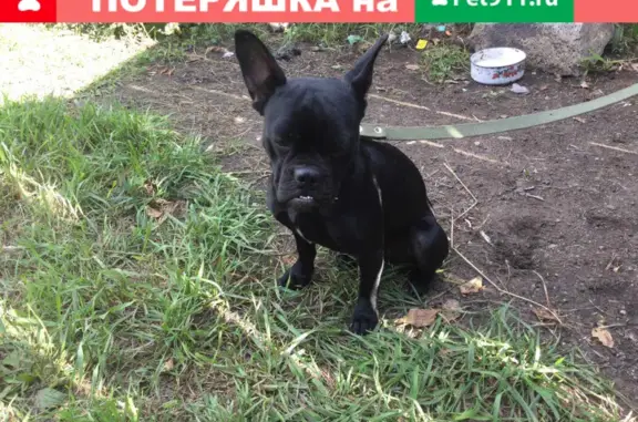 Найдена собака в районе Гермес, Чита