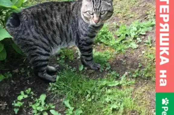 Пропала кошка Бим в Башкино, Московская область