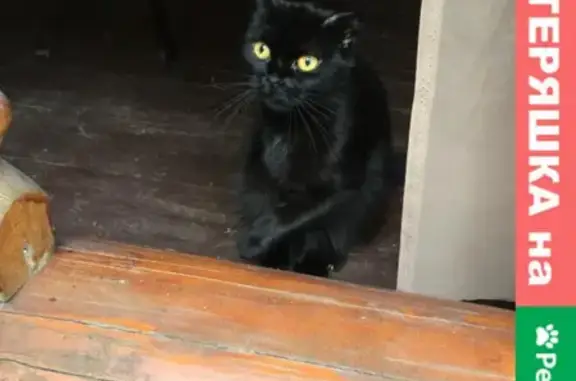 Найдена кошка в Кубинке, ищем хозяина