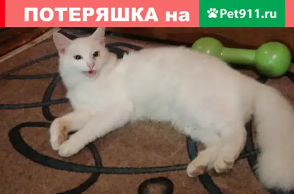 Пропала стерилизованная кошка в мкр Новая Деревня, Пушкино