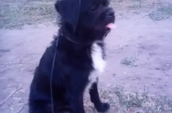 Собака найдена на улице Героев Свири, Ульяновск