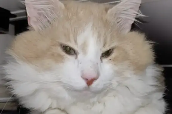 Пропал кот Мурчик с белым бинтом в Пушкино, район Серебрянка
