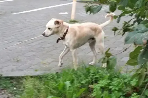 Собака найдена на улице Олега Кошевого в Калининграде