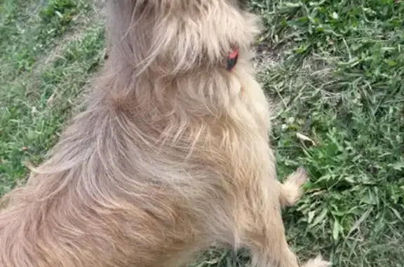 Найдена собака в Семеновке, Йошкар-Ола