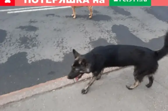 Найдена собака на Солнечной улице