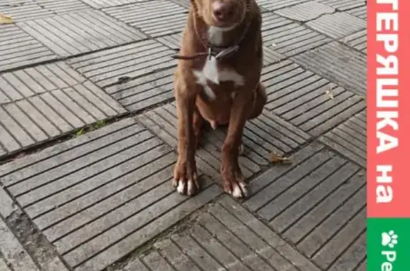 Собака найдена на Плодородной улице, 24, Краснодар.