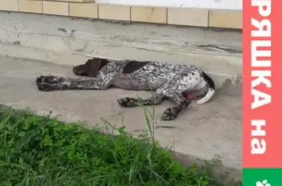 Найдена собака на красивой улице в Краснодарском крае