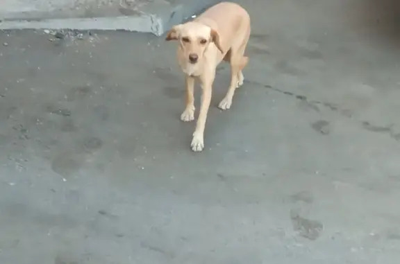Найдена собака на Парковом проспекте в Оренбурге