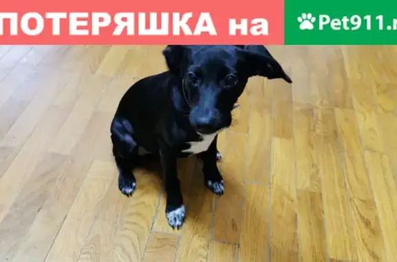 Найдена собака на Щорса 55, Белгород.