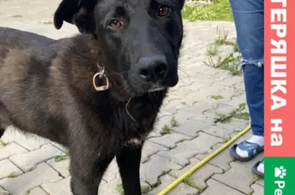 Найдена собака на пересечении ул. Парашютная и дорога на Каменку, СПб