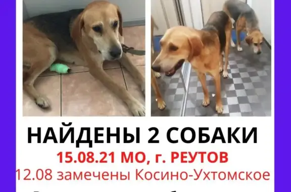 Найдена собака в Москве, без клейма и чипа, на Дворцовой площади.