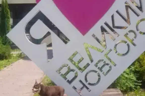 Собаки потеряшки, Санкт-Петербург, фото: Потеряшка собака на Среднем проспекте Васильевского острова, дом 28/29.