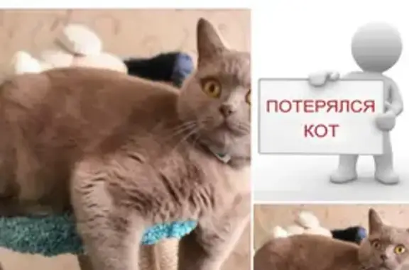 Кошки потеряшки, Санкт-Петербург, фото: Потеряшка кошка в районе метро Международная, СПб