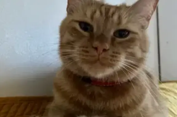 Кошки потеряшки, Санкт-Петербург, фото: Потеряшка кошка в СПб: Калининский район, ул. Карпинского 26