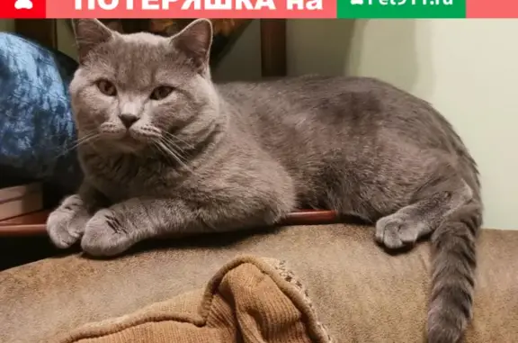Пропал серый кот Тихон с участка 31-А СНТ ПЭЦЗ-1, Подольск