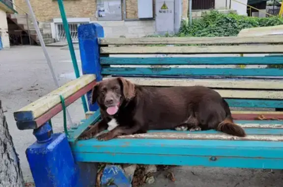 Пропала собака Клава на проспекте Кирова, Пятигорск.