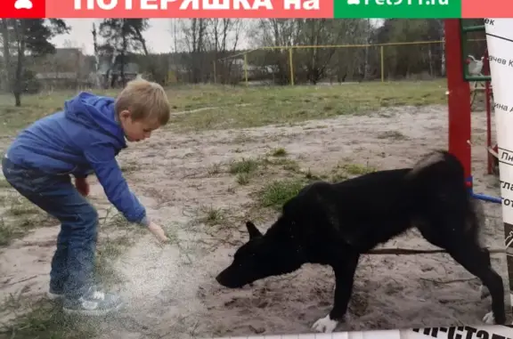 Пропала собака Доля в Железнодорожном районе, Сомово, ул. Конституции