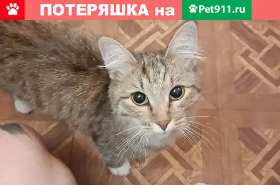 Найдена кошка на ул. Беговая, 28