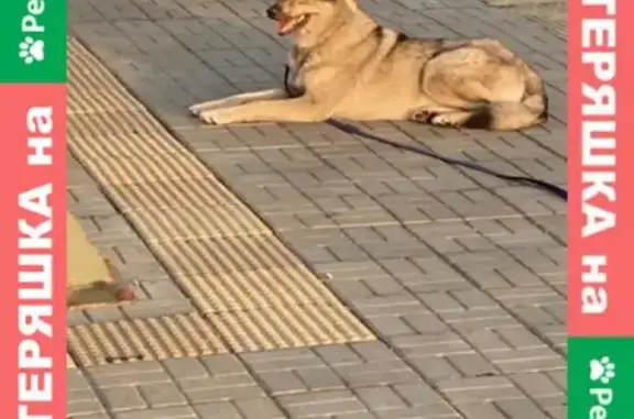 Найдена собака на станции Фрязино-Пассажирская, адрес - Московская улица 4