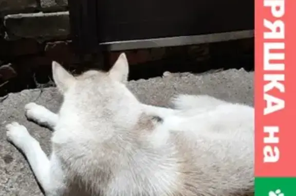 Собаки потеряшки, Чебоксары, фото: Потеряшка хаски на Междуреченской, Чандрово, Чебоксары