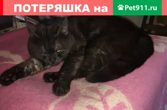 Кошки потеряшки, Санкт-Петербург, фото: Потеряшка кошка на ул. Савушкина, полубританец Максик, 1 год.