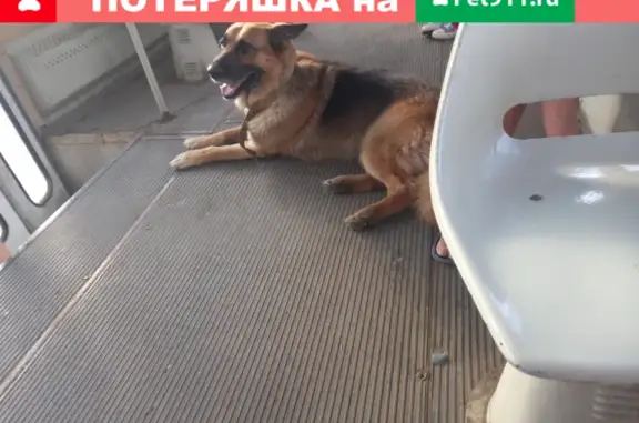 Собака найдена на Ставропольской улице, Самара.