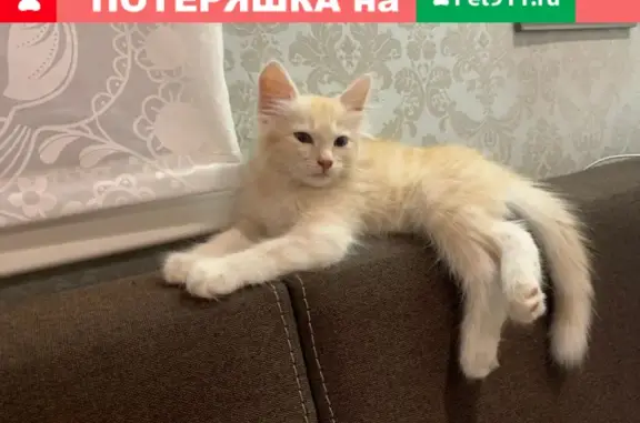 Пропала кошка Барсик в Павловском Посаде