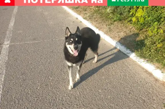 Найдена собака на ул. Циолковского, Воронеж