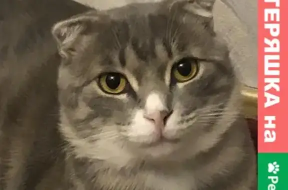 Кошки потеряшки, Кизилюрт, фото: Потеряшка котенок в Кизилюрте, вознаграждение